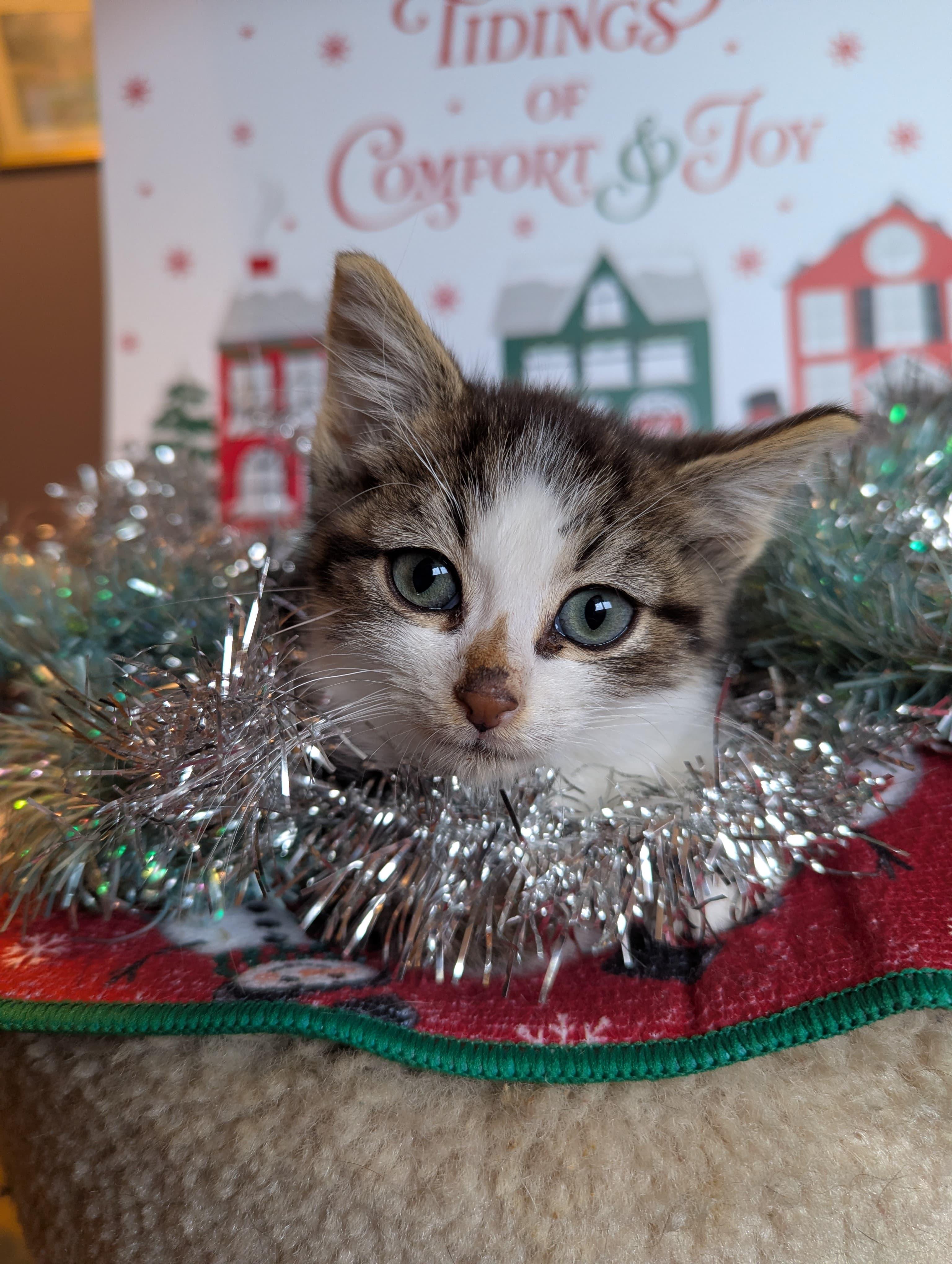 Enlarge Corduroy, an adopted Domestic Short Hair in Morristown, NJ image 4/6