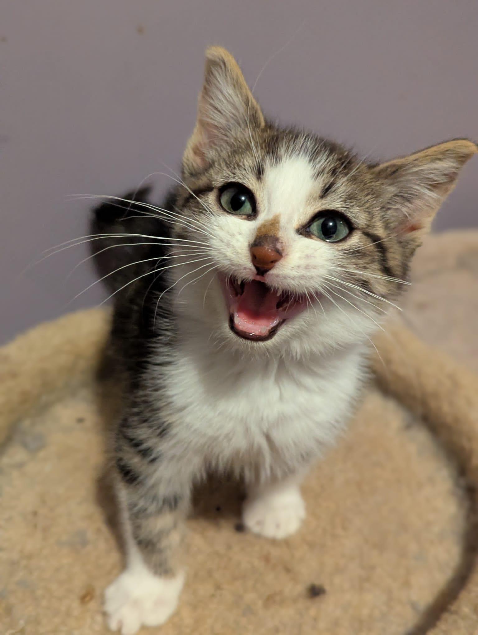 Enlarge Corduroy, an adopted Domestic Short Hair in Morristown, NJ image 6/6
