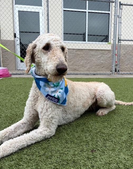 Enlarge Alfredo, a ADOPTABLE mixed breed in Fayetteville, AR image 5/5