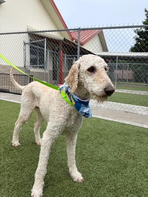 Enlarge Alfredo, a ADOPTABLE mixed breed in Fayetteville, AR image 2/5