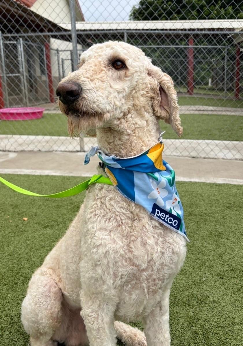 Enlarge Alfredo, a ADOPTABLE mixed breed in Fayetteville, AR image 3/5