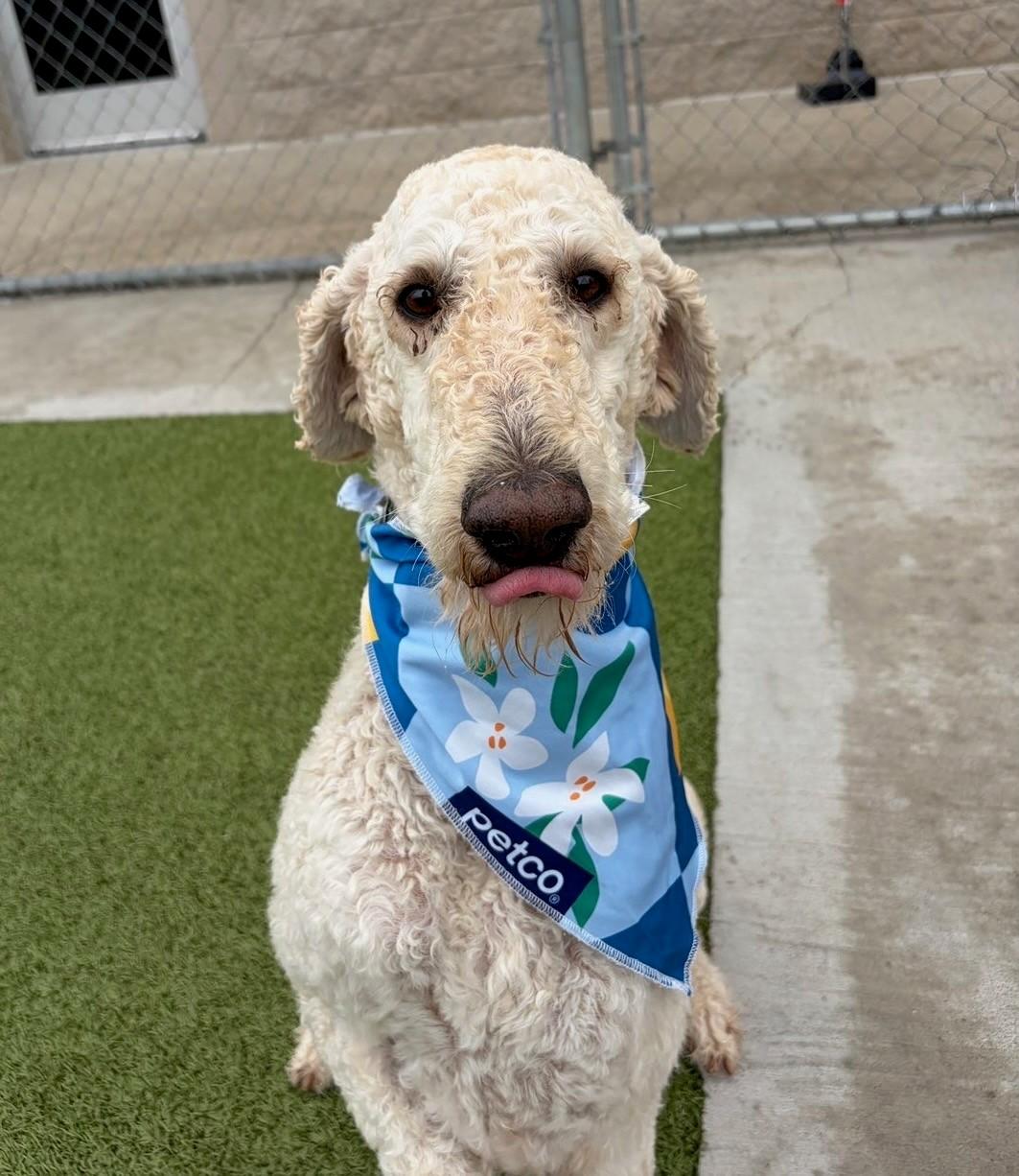 Enlarge Alfredo, a ADOPTABLE mixed breed in Fayetteville, AR image 4/5