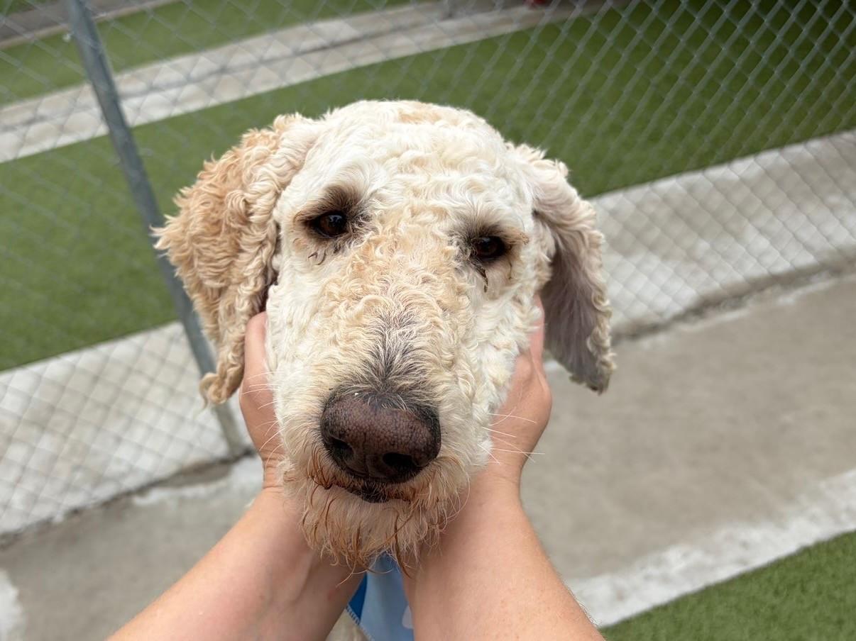 Enlarge Alfredo, a ADOPTABLE mixed breed in Fayetteville, AR image 1/5