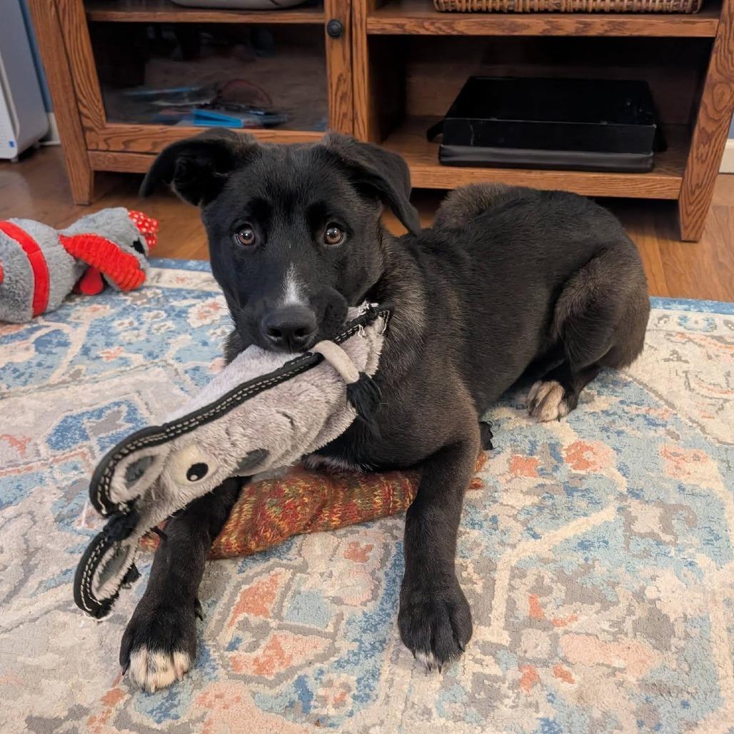 Enlarge Smoke, a Adoptable mixed breed in Overland Park, KS image 1/3