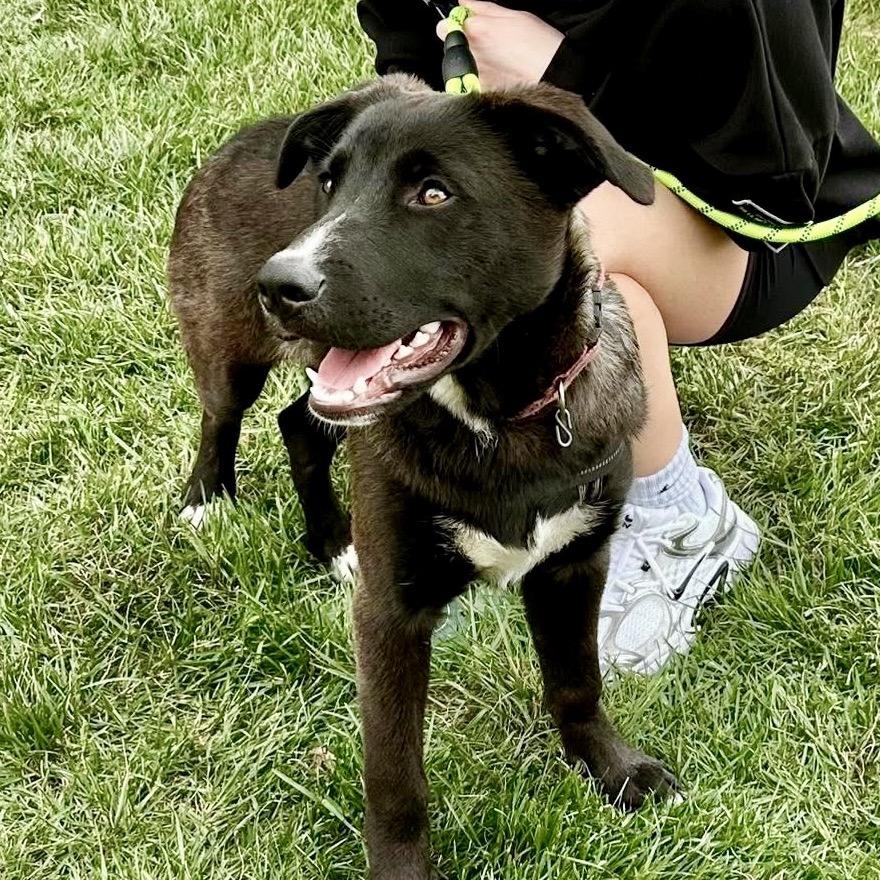 Enlarge Smoke, a Adoptable mixed breed in Overland Park, KS image 2/3