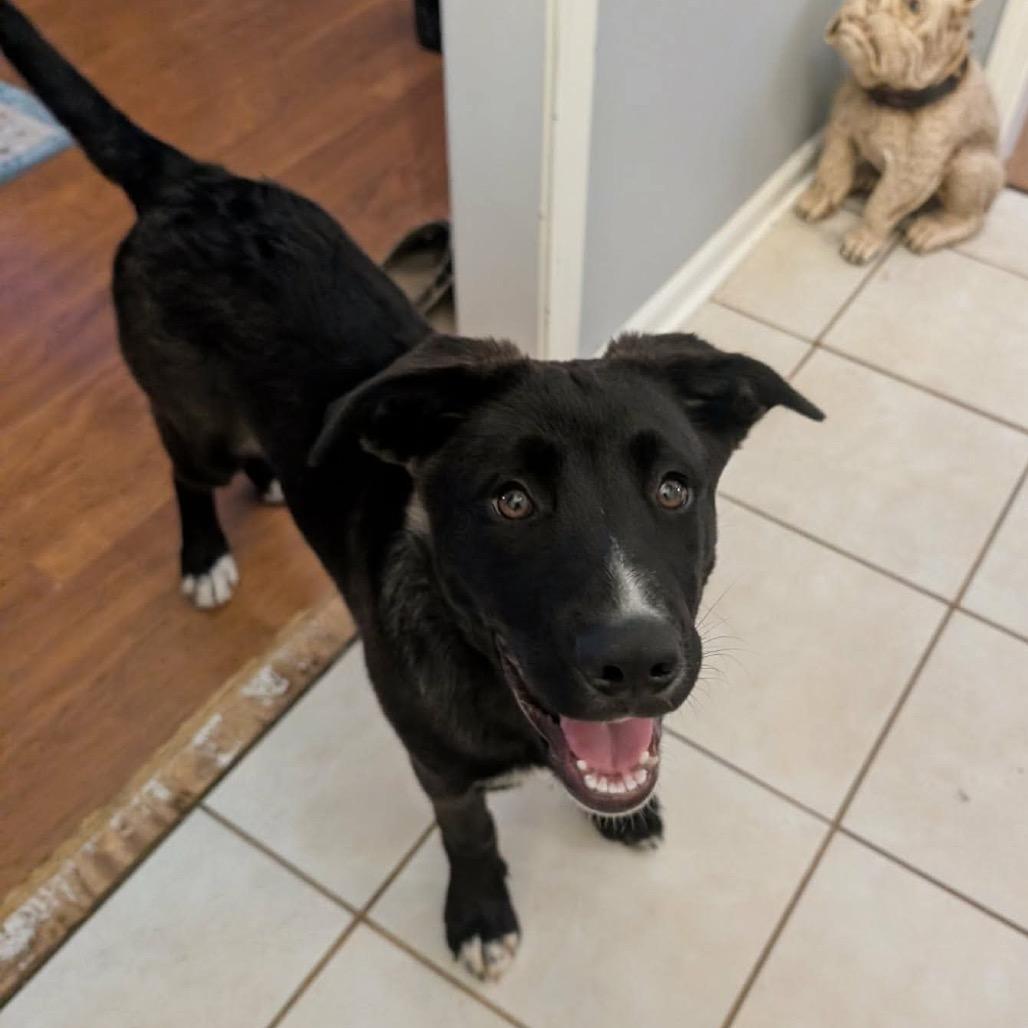 Enlarge Smoke, a Adoptable mixed breed in Overland Park, KS image 3/3