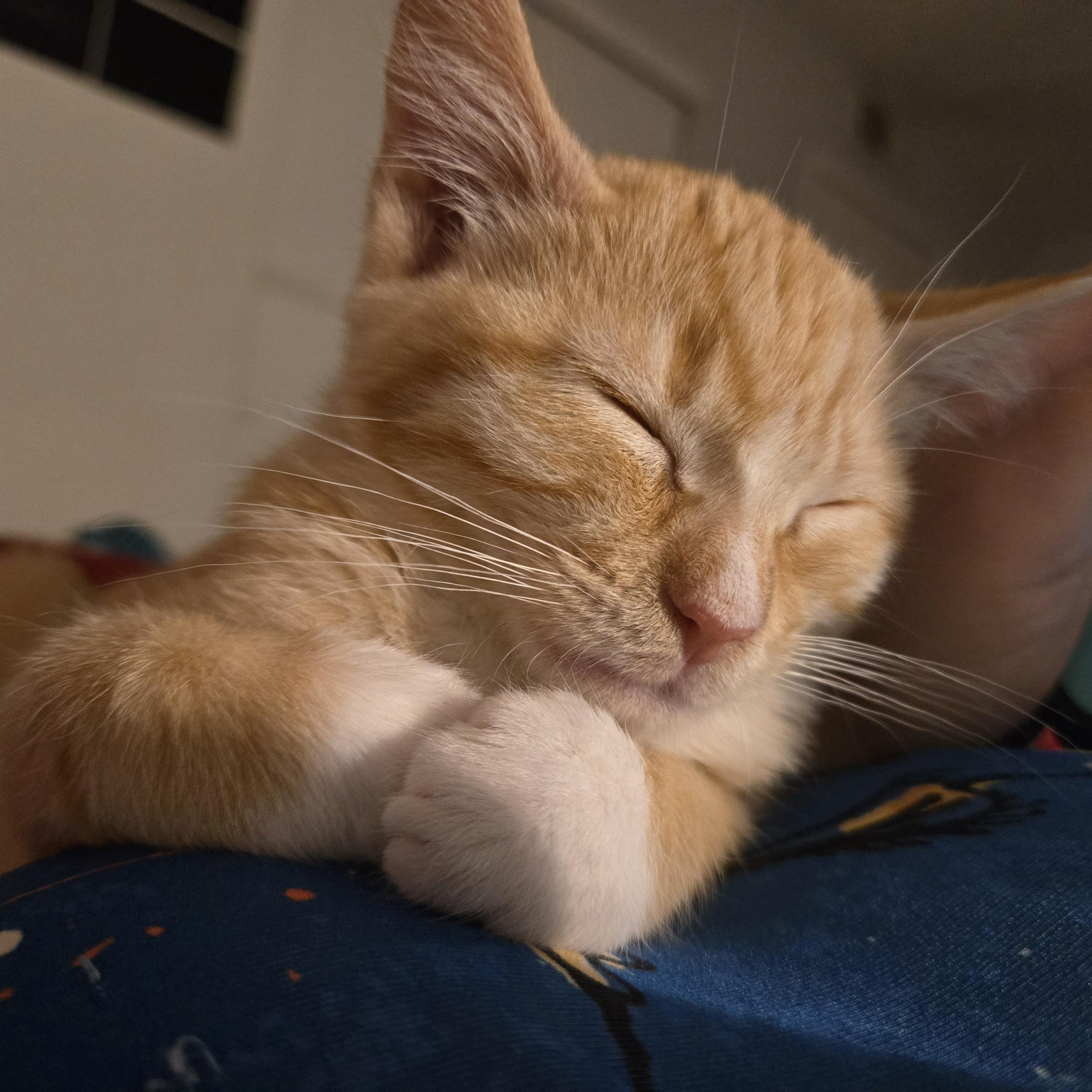 Thor P., Adopted, Young Male Tabby.