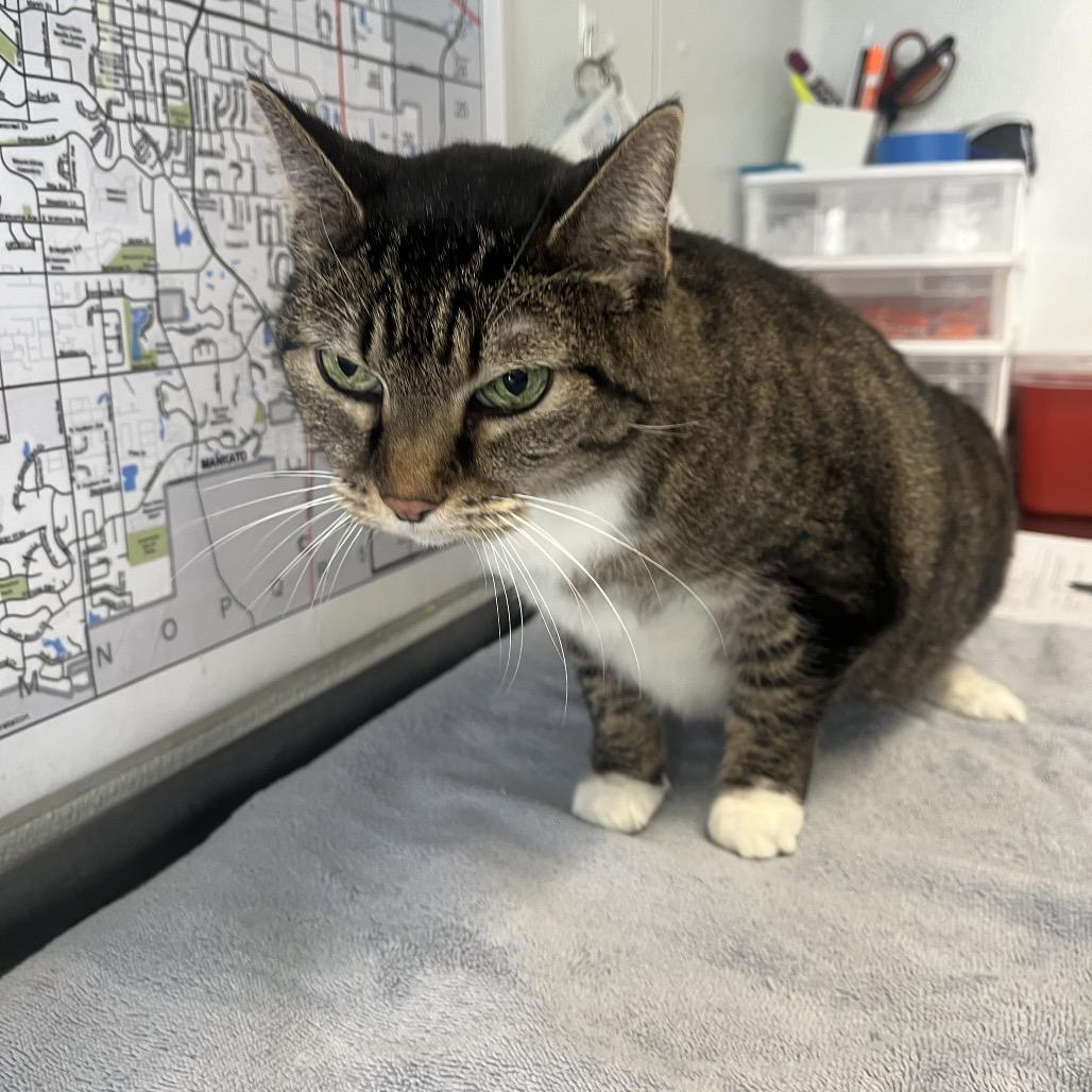 Enlarge Tigger, a Adoptable Domestic Short Hair in Mankato, MN image 1/4