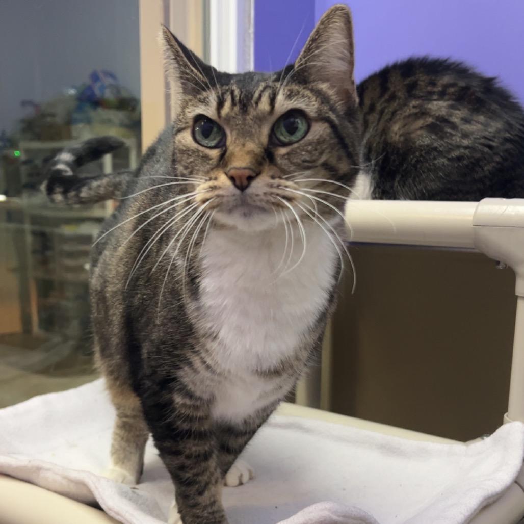 Enlarge Tigger, a Adoptable Domestic Short Hair in Mankato, MN image 3/4