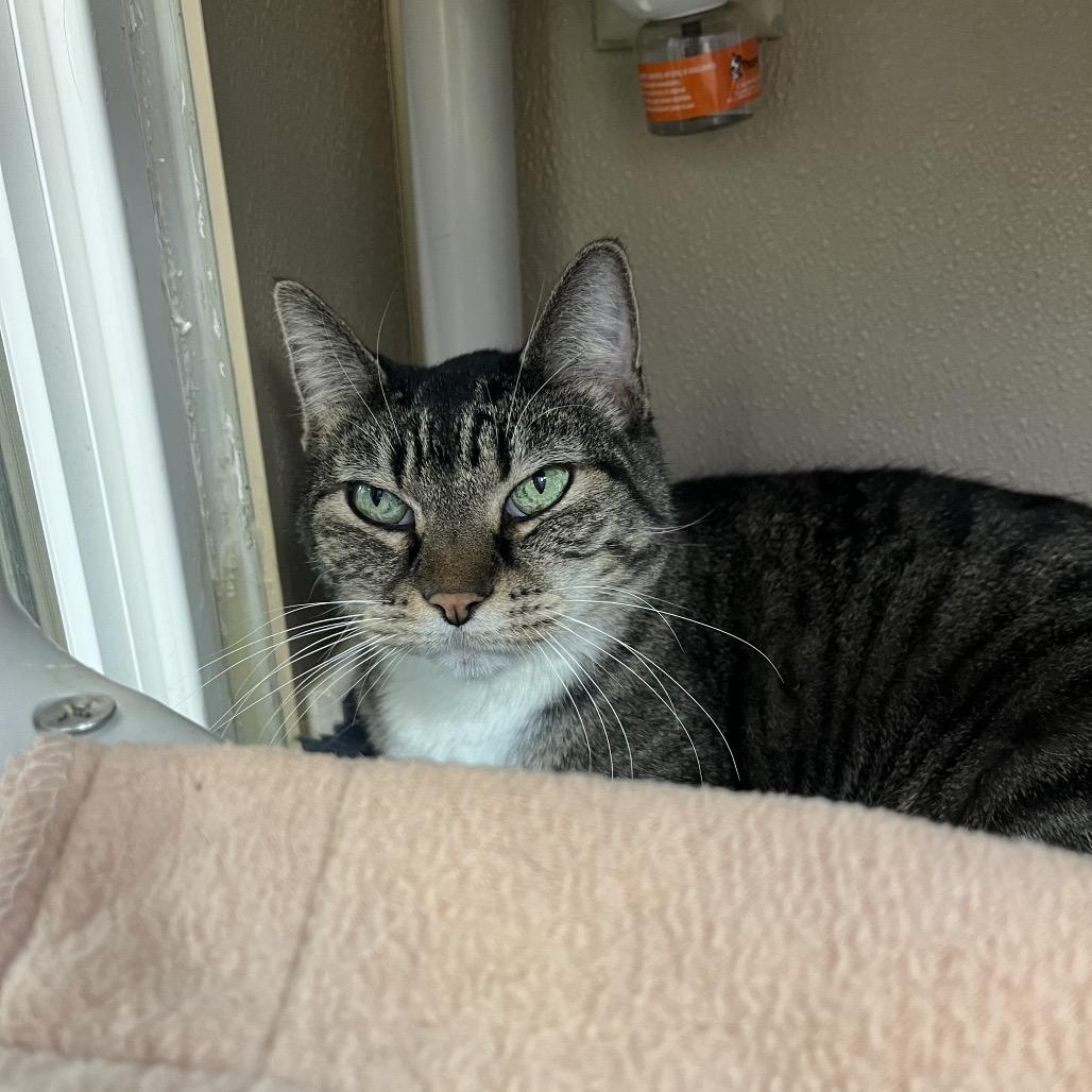 Enlarge Tigger, a Adoptable Domestic Short Hair in Mankato, MN image 4/4