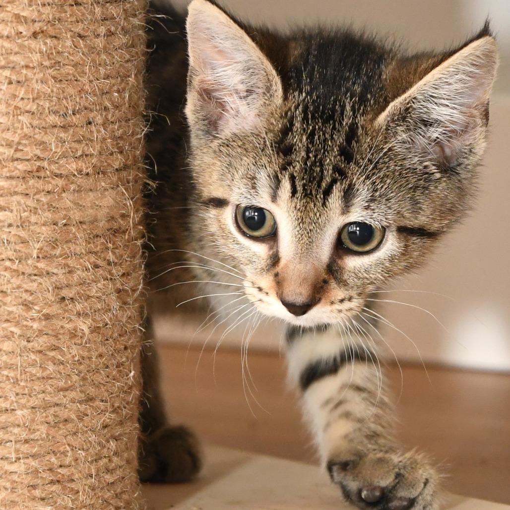 Spitzk1_2_3, a Adoptable Domestic Short Hair in Natick, MA image 1/5