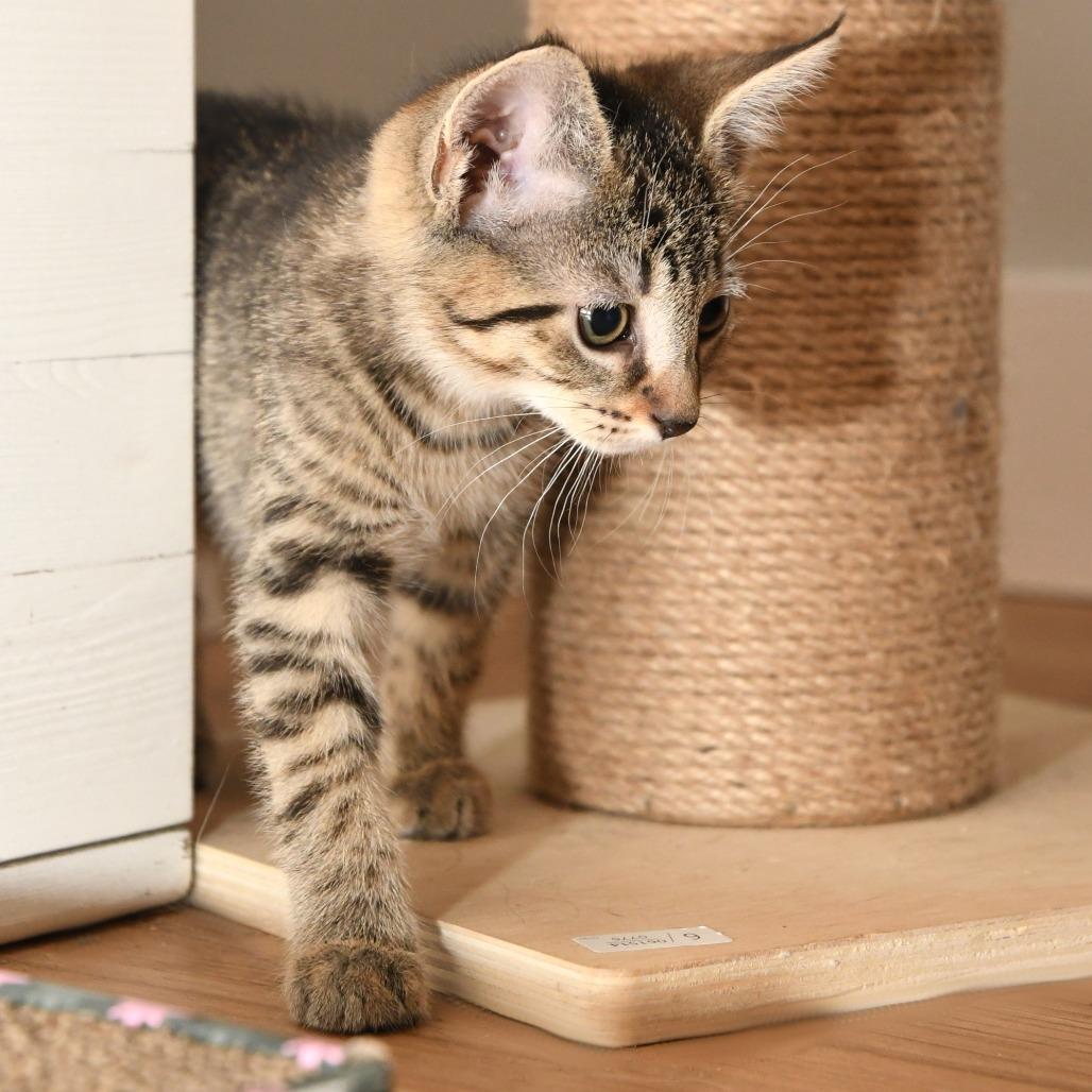 Spitzk1_2_3, a Adoptable Domestic Short Hair in Natick, MA image 2/5