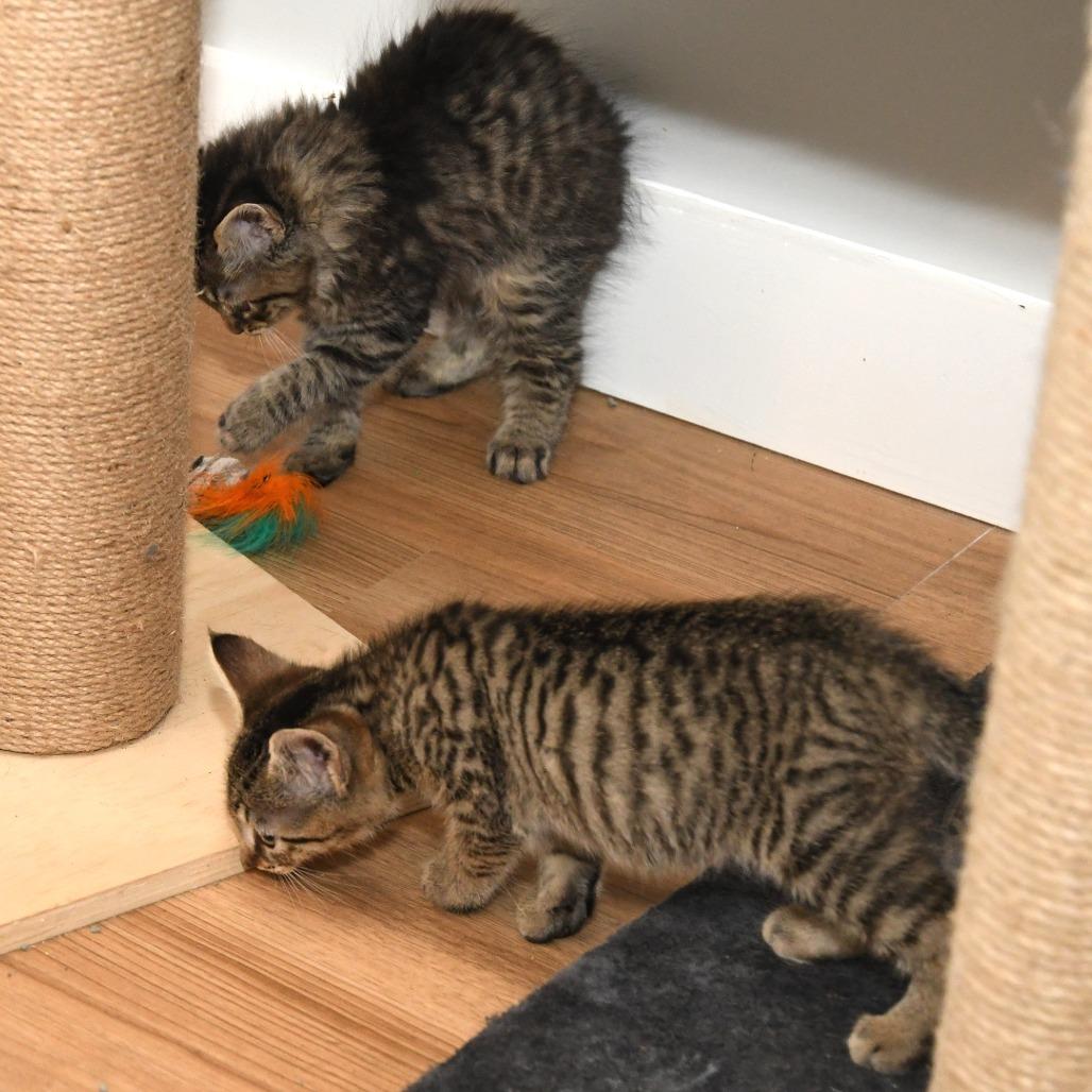Spitzk1_2_3, a Adoptable Domestic Short Hair in Natick, MA image 3/5