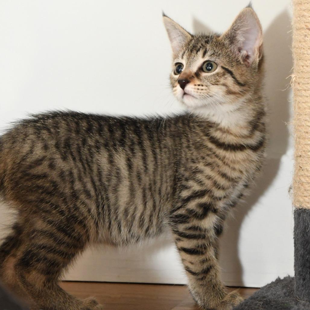 Spitzk1_2_3, a Adoptable Domestic Short Hair in Natick, MA image 4/5