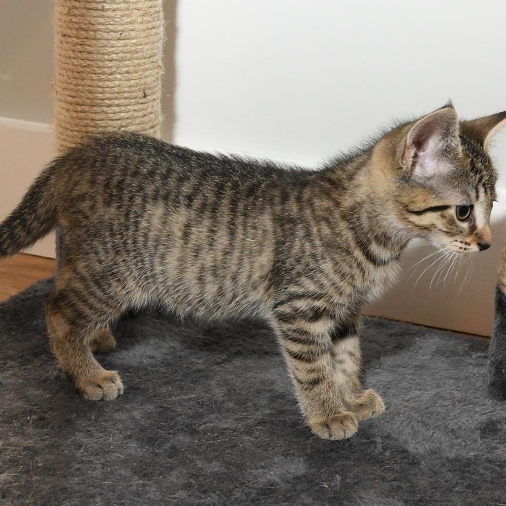 Spitzk1_2_3, a Adoptable Domestic Short Hair in Natick, MA image 5/5