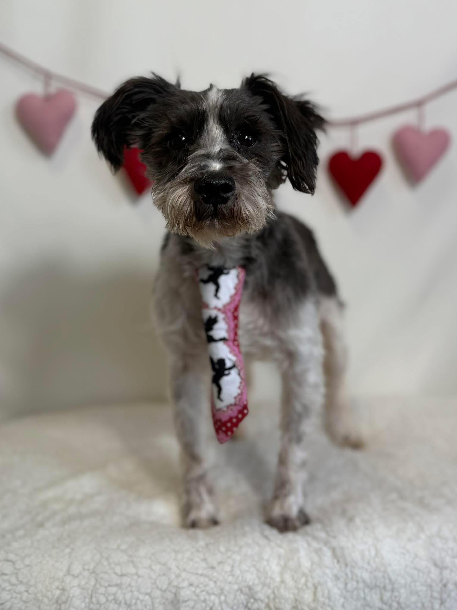 Enlarge Oreo, an adopted Miniature Schnauzer in New Stanton, PA image 1/1