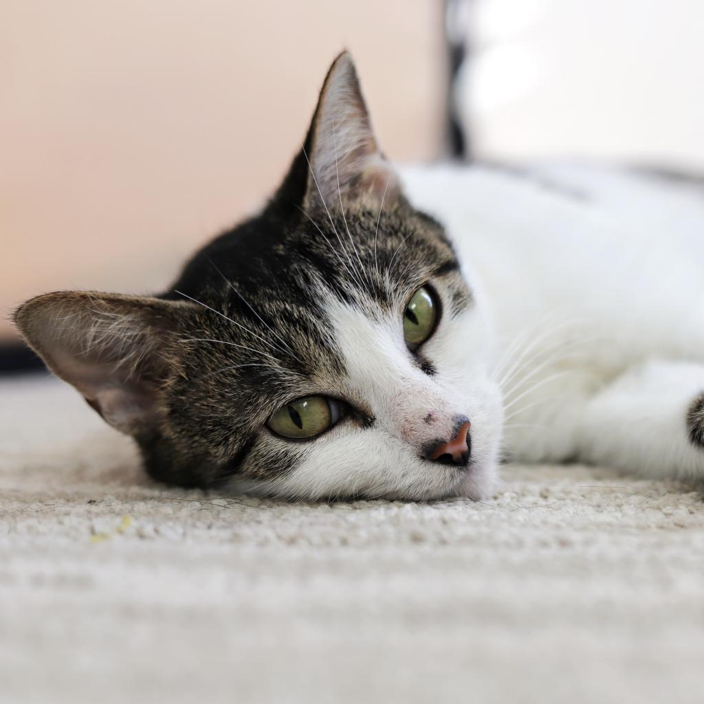 Enlarge Maya, a Adoptable Domestic Short Hair in Houston, TX image 1/5