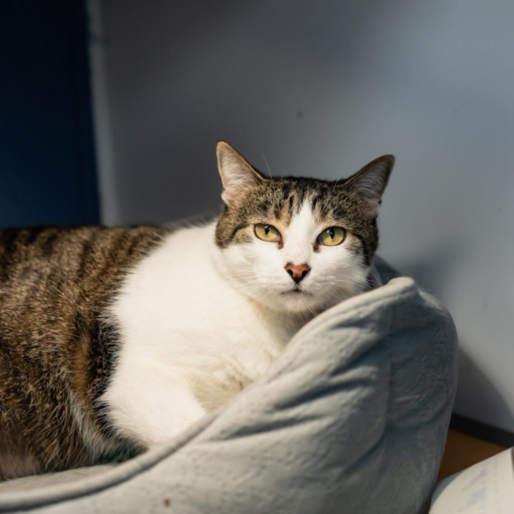 Enlarge Maya, a Adoptable Domestic Short Hair in Houston, TX image 2/5