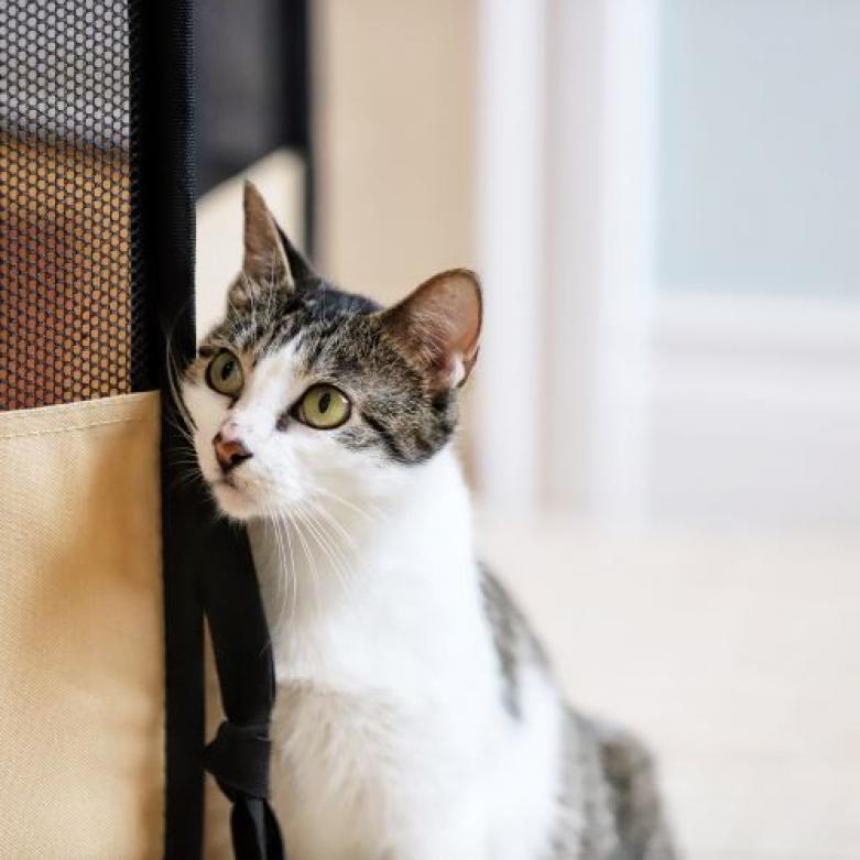 Enlarge Maya, a Adoptable Domestic Short Hair in Houston, TX image 3/5