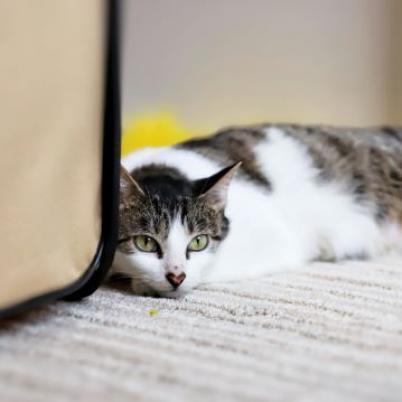 Enlarge Maya, a Adoptable Domestic Short Hair in Houston, TX image 5/5