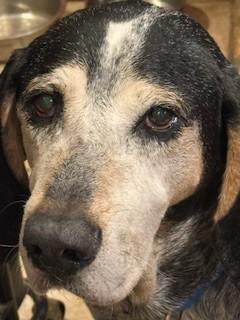 Blue is a Lovable 8 Year Old Blue Tick CoonHound Loves His Family and Toddlers!, a Adoptable Bluetick Coonhound in Danbury, CT image 3/5
