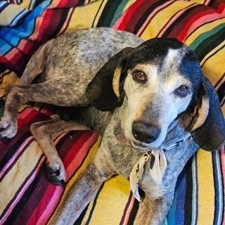 Bluey is a Lovable  8 Year Old Blue Tick Hound Loves His Family and Toddlers!