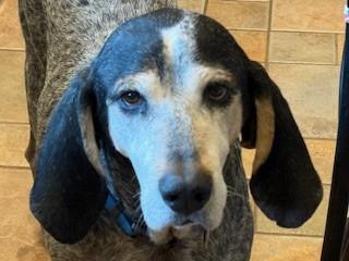 Blue is a Lovable 8 Year Old Blue Tick CoonHound Loves His Family and Toddlers!, a Adoptable Bluetick Coonhound in Danbury, CT image 1/5