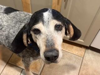 Bluey is a Lovable  8 Year Old Blue Tick Hound Loves His Family and Toddlers!