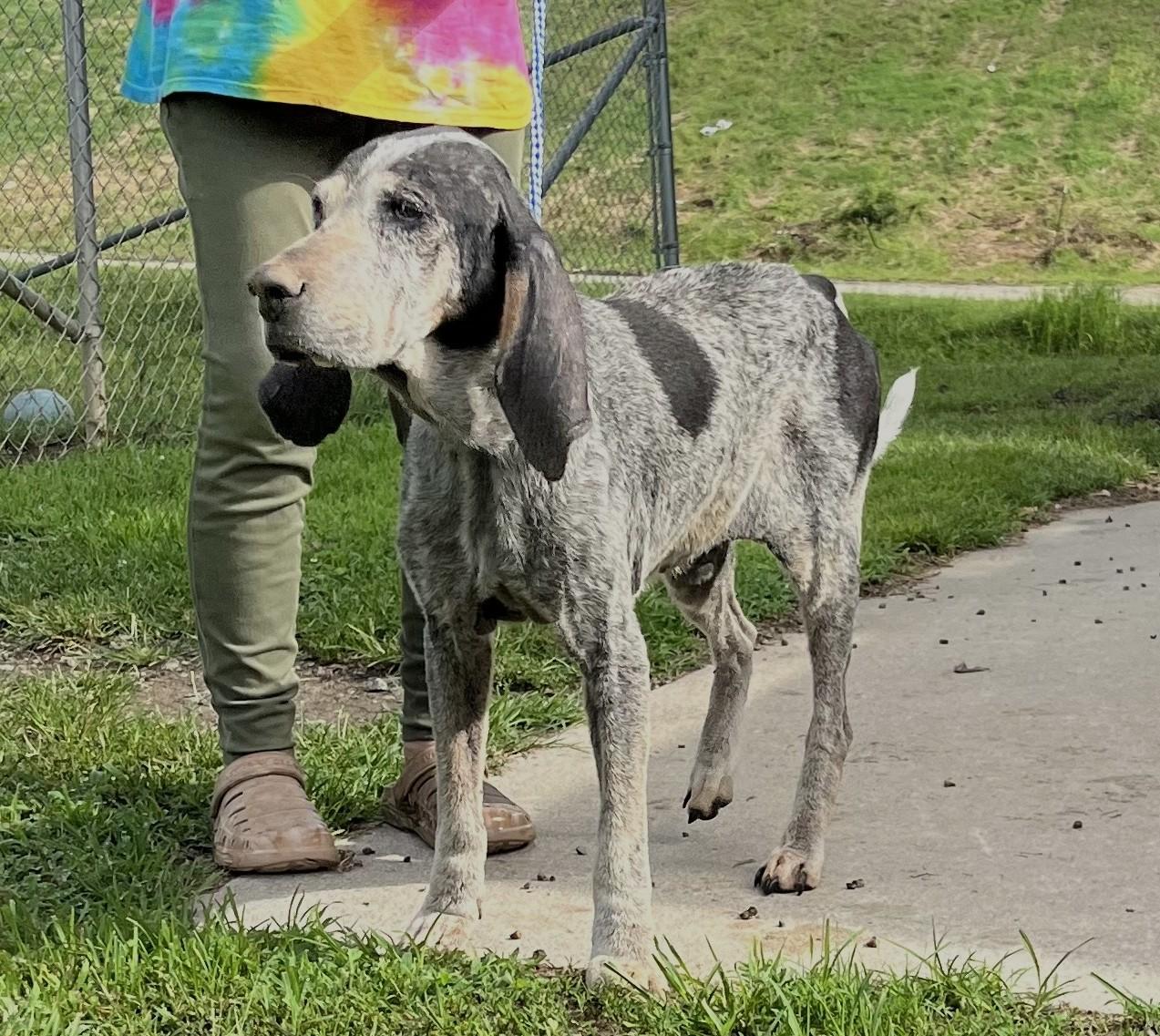 Bluey 8 Year Old Blue Tick Hound