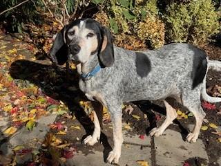 Blue is a Lovable 8 Year Old Blue Tick CoonHound Loves His Family and Toddlers!, a Adoptable Bluetick Coonhound in Danbury, CT image 2/5