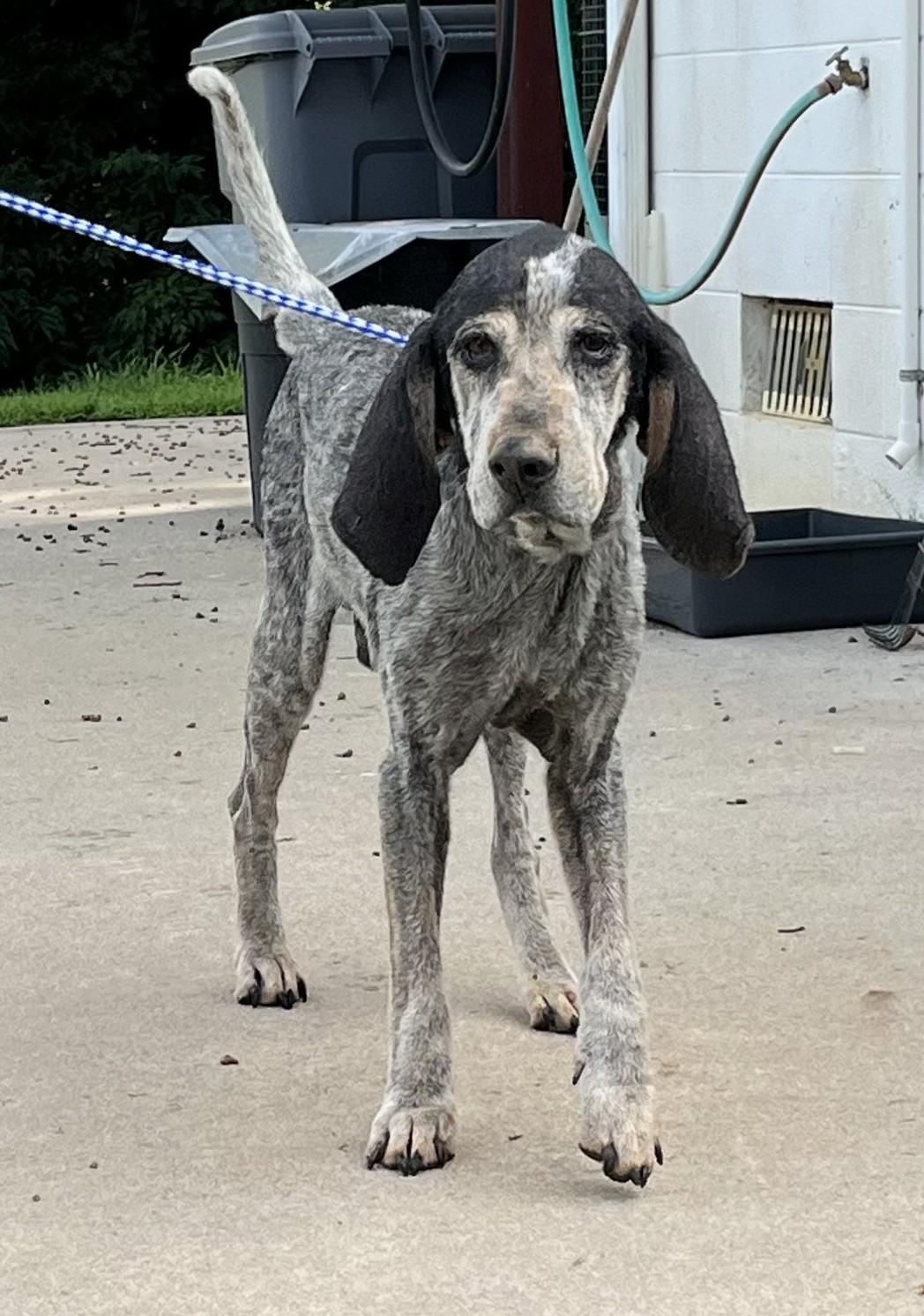 Blue is a Lovable 8 Year Old Blue Tick CoonHound Loves His Family and Toddlers!, a Adoptable Bluetick Coonhound in Danbury, CT image 5/5