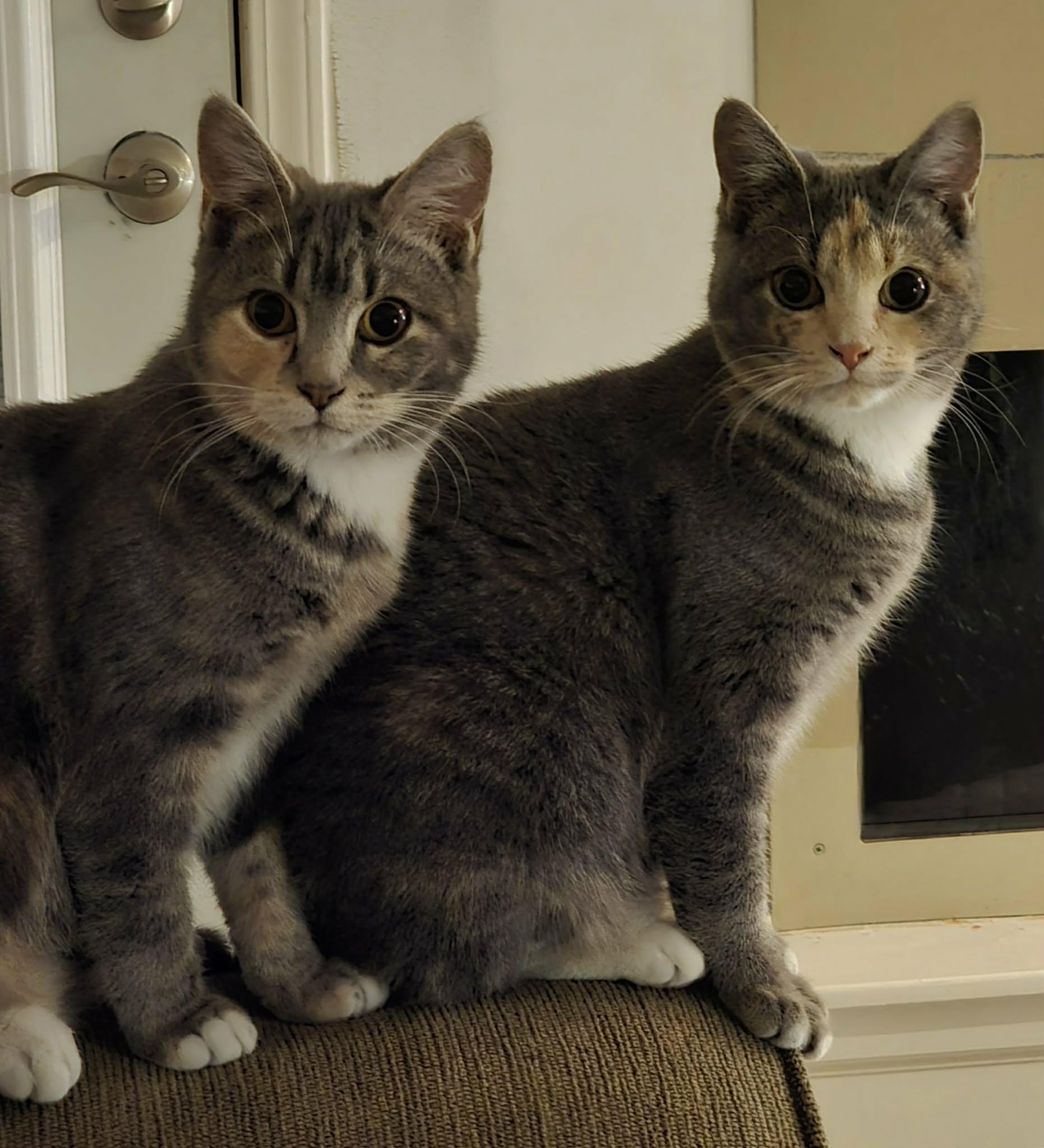 Enlarge Hannah & Hazel, a Adoptable Domestic Short Hair in Overland Park, KS image 1/5