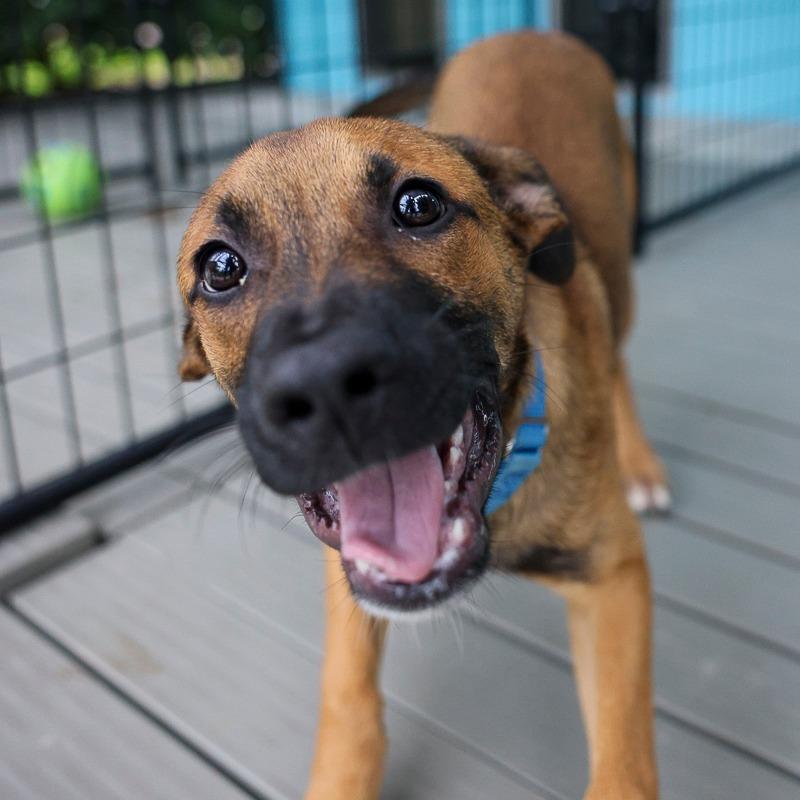 Enlarge Arlo, a Adoptable mixed breed in Bradenton, FL image 1/1