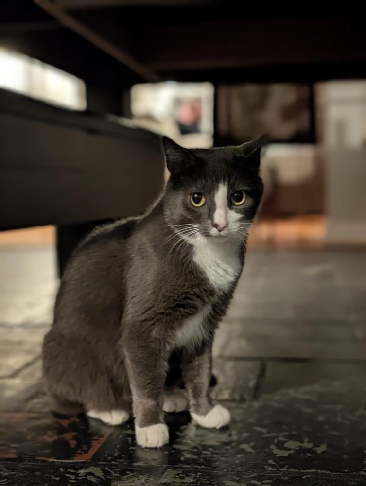 Maressa, Adoptable, Adult Female Domestic Short Hair.