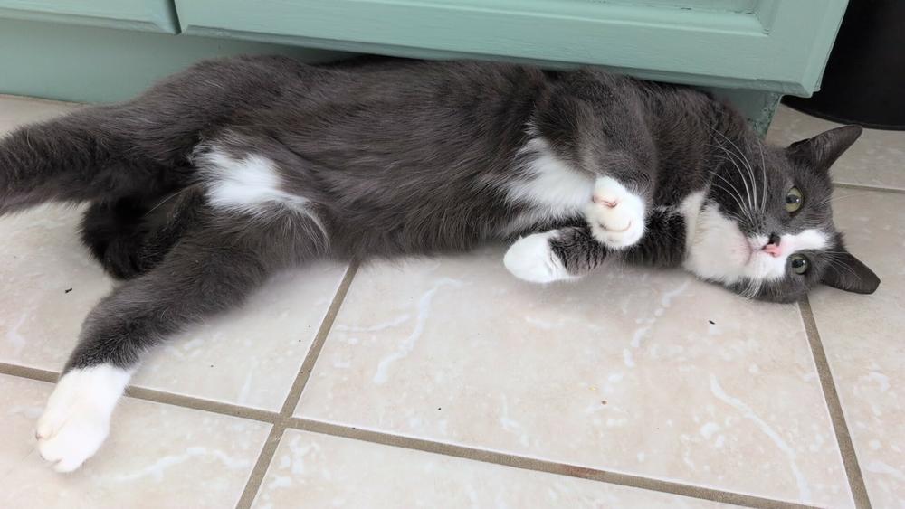 Maressa, Adoptable, Adult Female Domestic Short Hair.