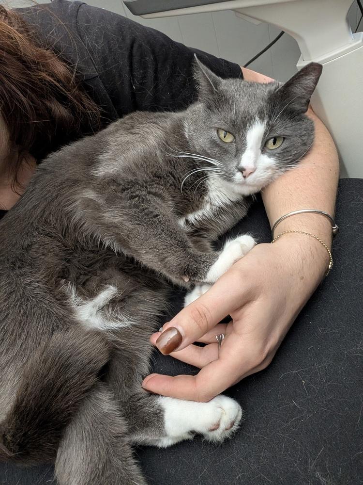Maressa, a Adoptable Domestic Short Hair in Duxbury, MA image 3/5