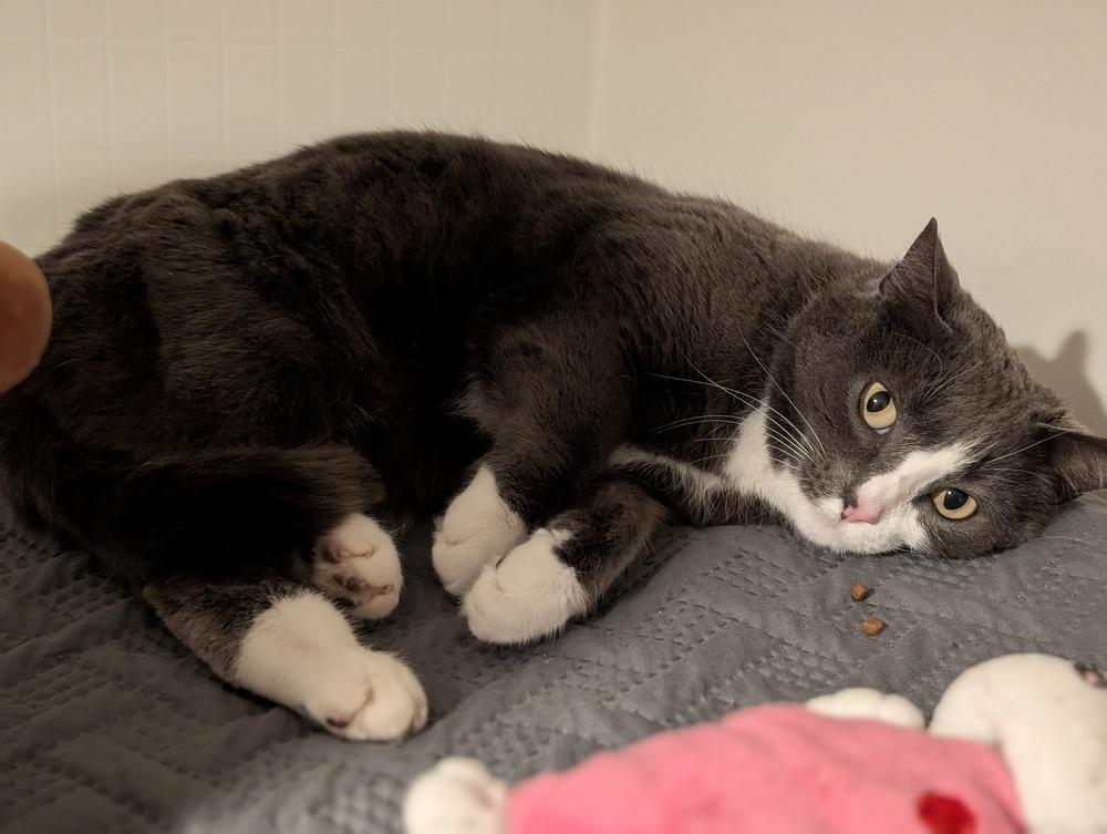 Maressa, a Adoptable Domestic Short Hair in Duxbury, MA image 4/5