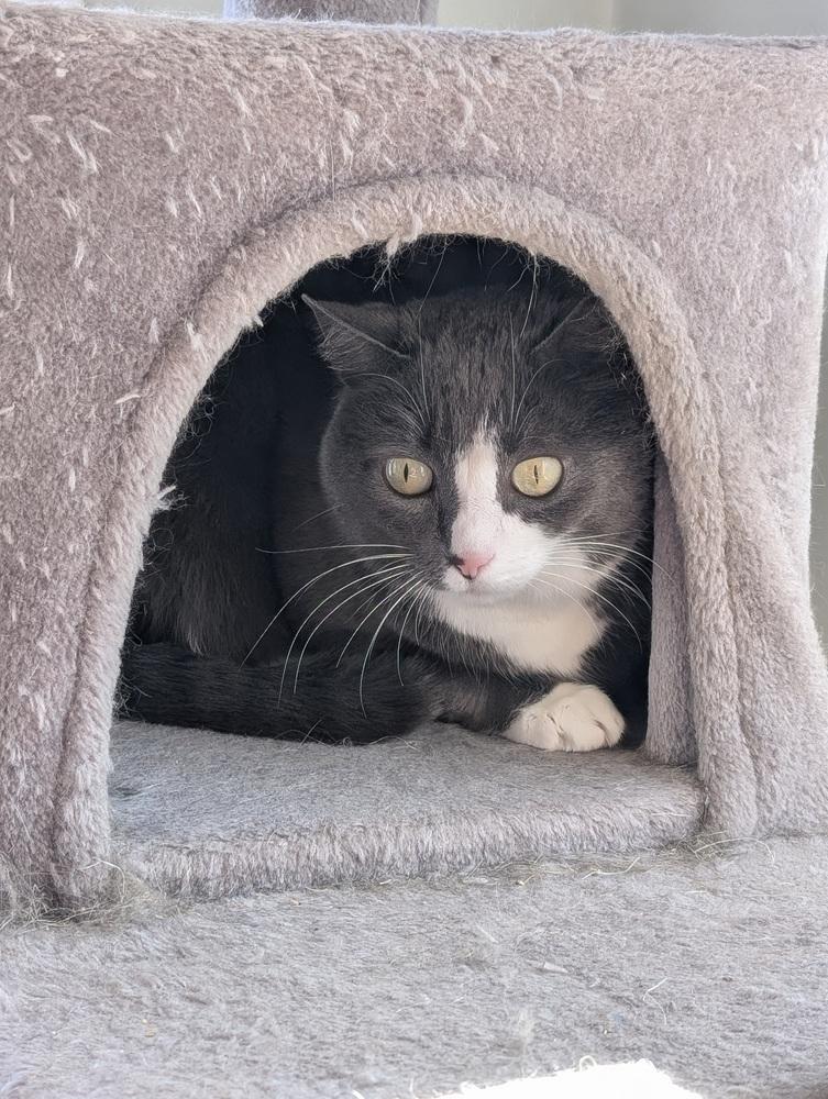 Maressa, a Adoptable Domestic Short Hair in Duxbury, MA image 5/5