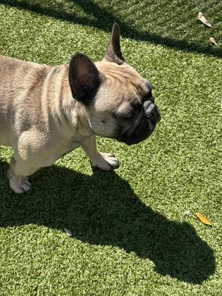 Enlarge Cooper, a Adoptable mixed breed in Daphne, AL image 2/2