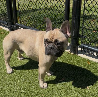 Cooper, Adoptable, Adult Male French Bulldog & Mixed Breed.