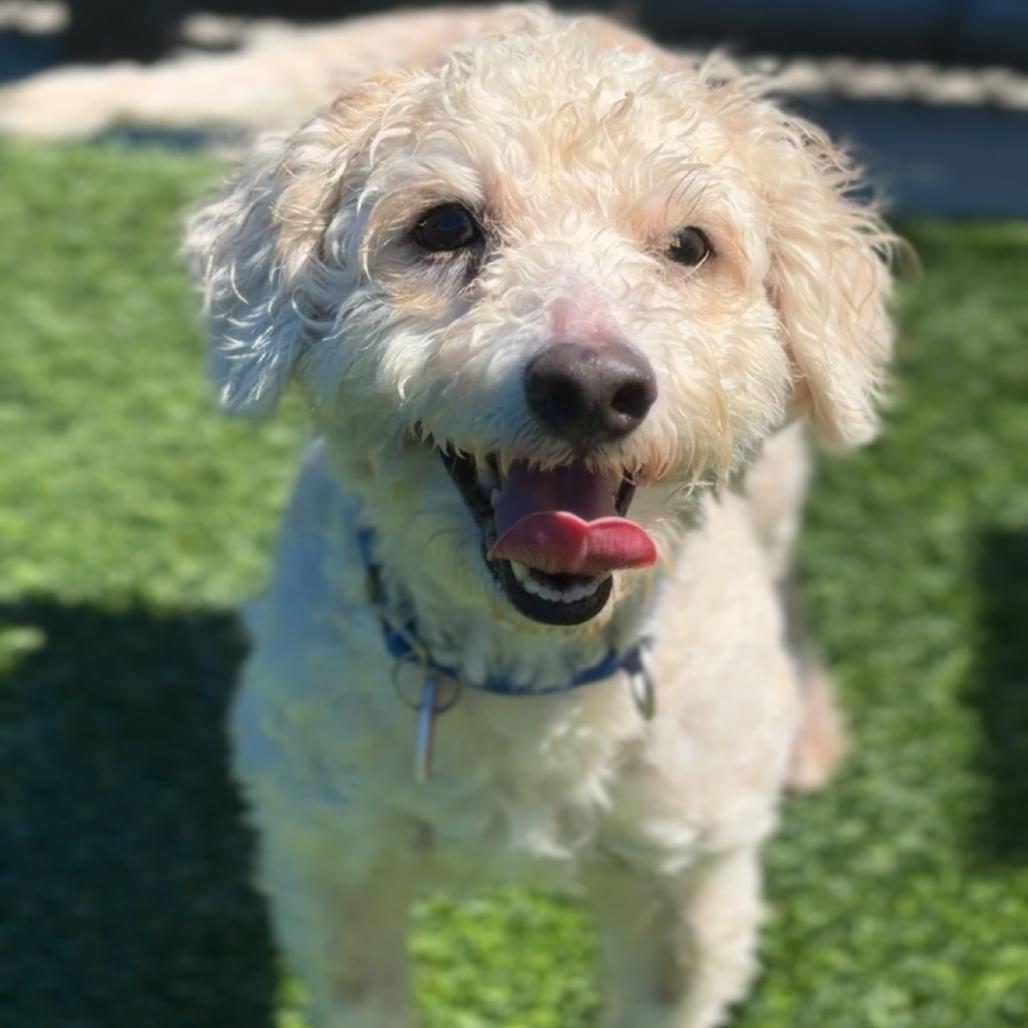 Enlarge Dodger A2292099, a Adoptable mixed breed in Mission Hills, CA image 1/6