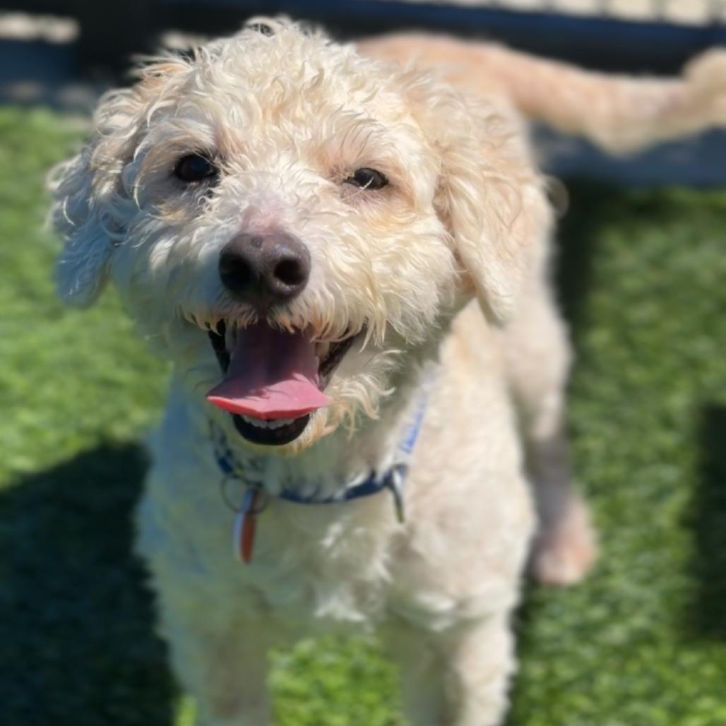 Enlarge Dodger A2292099, a Adoptable mixed breed in Mission Hills, CA image 2/6