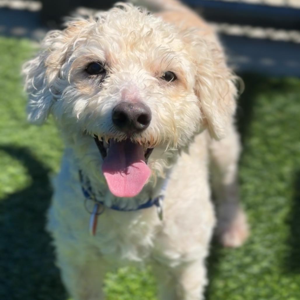 Enlarge Dodger A2292099, a Adoptable mixed breed in Mission Hills, CA image 3/6