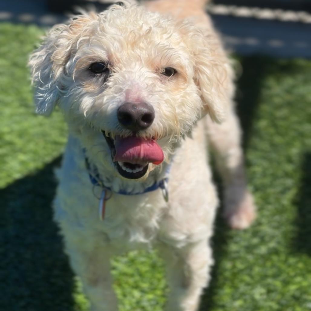 Enlarge Dodger A2292099, a Adoptable mixed breed in Mission Hills, CA image 4/6
