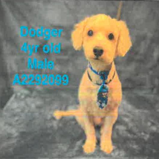 Enlarge Dodger A2292099, a Adoptable mixed breed in Mission Hills, CA image 5/6