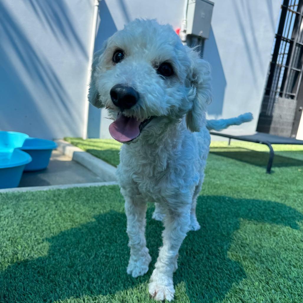Enlarge Dodger A2292099, a Adoptable mixed breed in Mission Hills, CA image 6/6