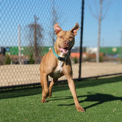 Enlarge Otis, a Adoptable mixed breed in Atlanta, GA image 1/3