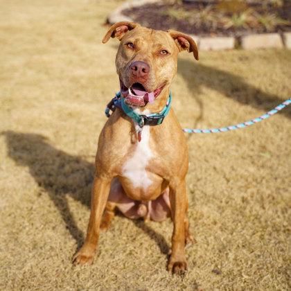 Enlarge Otis, a Adoptable mixed breed in Atlanta, GA image 2/3