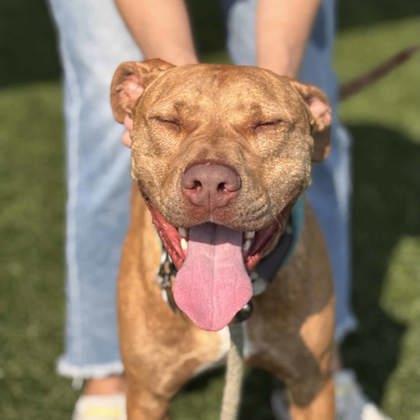 Enlarge Otis, a Adoptable mixed breed in Atlanta, GA image 3/3