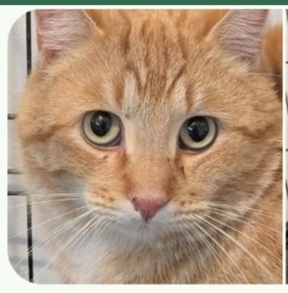 Buddy, Adoptable, Young Male Domestic Short Hair & Domestic Short Hair.